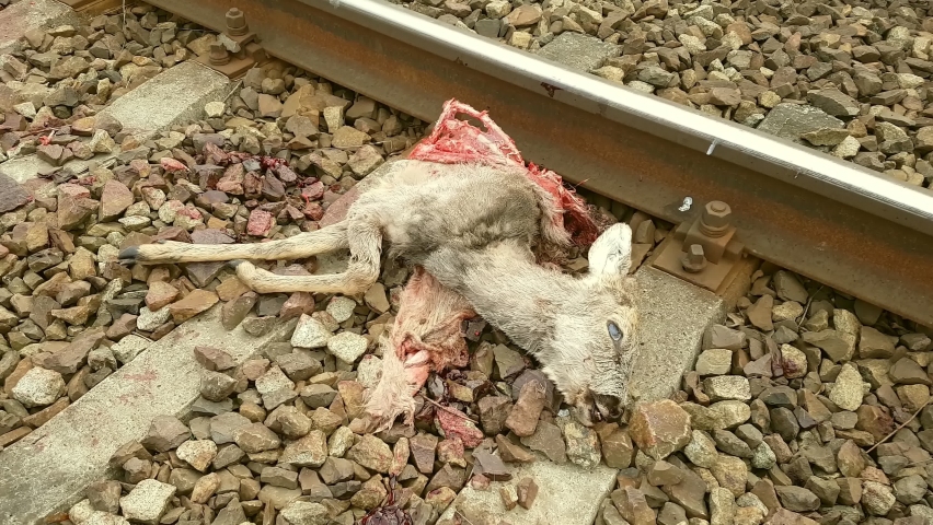 A dead deer is lying on the tracks, the train cut it in half. A massacre sight, an animal after a train accident.