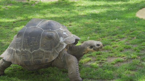 Galapagos tortoise complex or Galapagos giant tortoise moving slowly