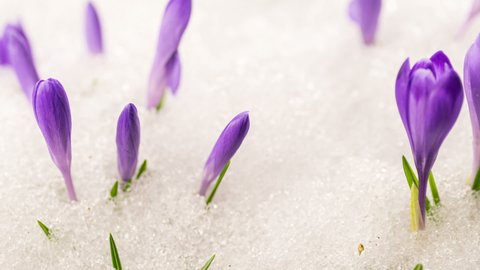 Snow melting fast in spring meadow with violet crocus flowers blooming Growing Time lapse