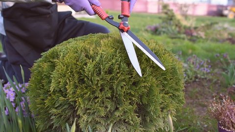 Male gardener pruning decorative bushes with trimming shears in private yard. Professional gardener with scissors at work. Topiary art. Gardening service and business concept