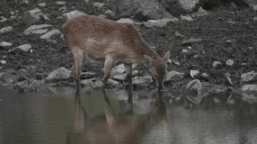 Beautiful deer drinking from a stream on a hot summer day. 