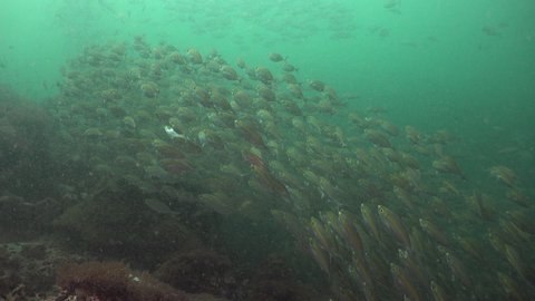 Lots of plankton and water is green.A School of The yellowstripe scad (Selaroides leptolepis) in a poor visibility	makes a line and changes direction 