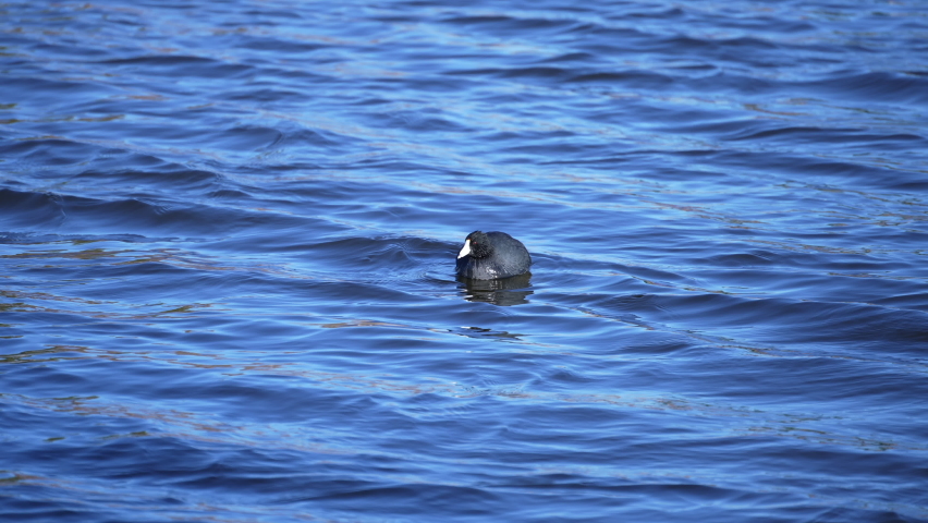 One adult American coot floating along on the waves of a lake on a windy day - isolated slow motion