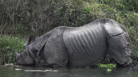 A wild one horned rhino eating aquatic plants in Chitwan National Park in Nepal.