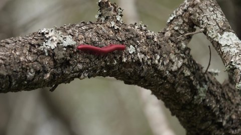 Large Red Millipede marches over rough bark of tree limb in Africa