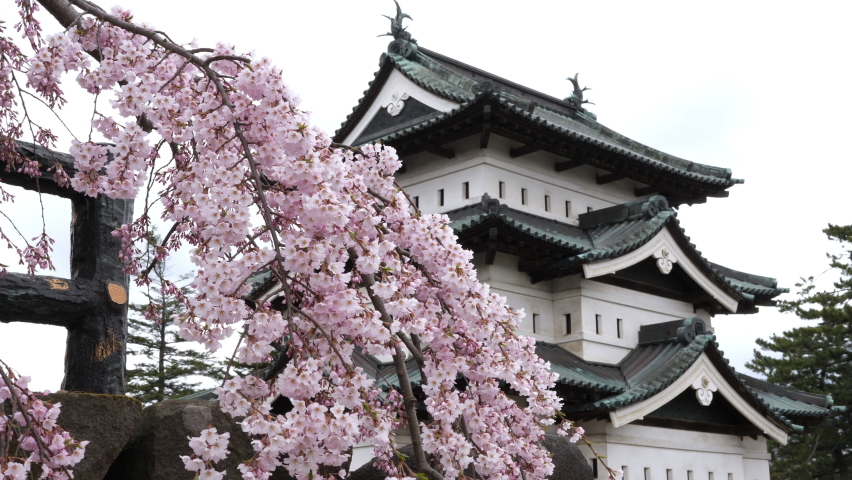 Sakura flowers and Japanese castle. Pink color weeping cherry blossoms in full bloom. Beautiful traditional building. History and culture. Travel and tourism. Hirosaki, Aomori, Tohoku. Spring season | Shutterstock HD Video #1071866632