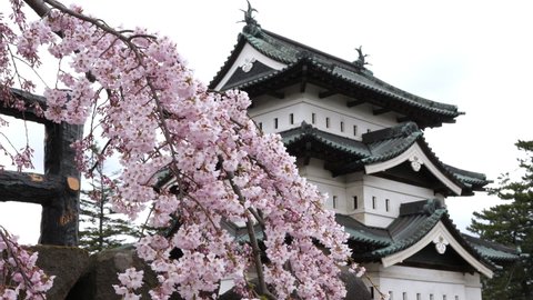 Sakura flowers and Japanese castle. Pink color weeping cherry blossoms in full bloom. Beautiful traditional building. History and culture. Travel and tourism. Hirosaki, Aomori, Tohoku. Spring season