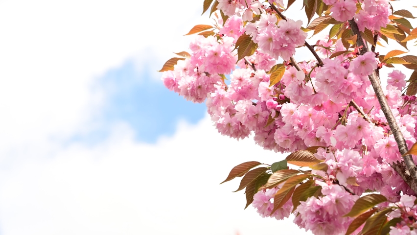 japanesse cherry blossoms the beautiful spring flowers close up