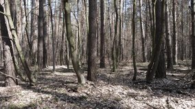 Forest landscape aerial view, slow motion - Powered by Shutterstock - Get 15% off with code: PIKWIZARD15
