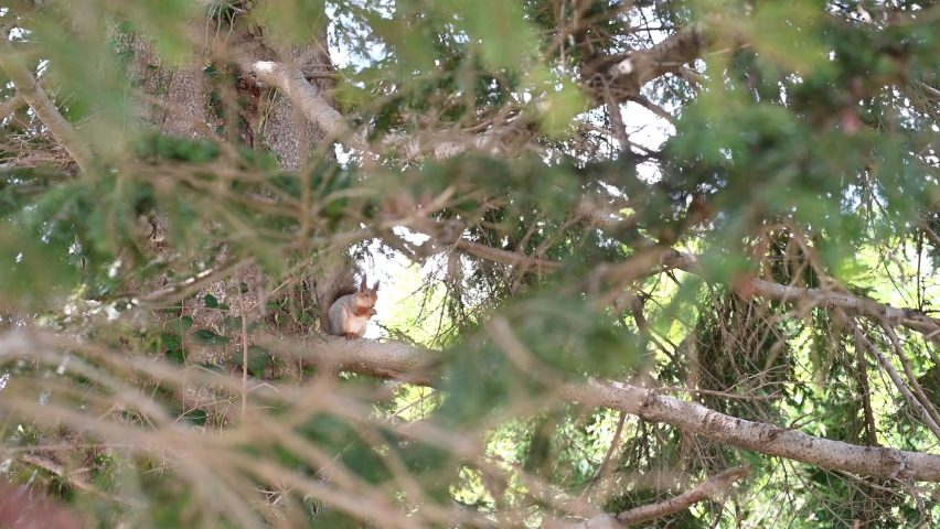 funny red-haired squirrel jumps on a tree sits down eating a nut close-up in the afternoon in a park in nature in spring. High quality 4k footage