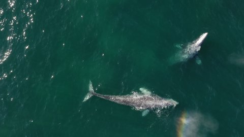 Majestic wildlife nature creatures the largest mammal animals on Earth, endangered by people consumerism and global crisis. Grey whale migration in Pacific ocean to Alaska. Drone water aerial 4K