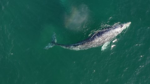 Endangered wildlife conservation. Areal water drone footage 4K. Gray whale migrating to Alaska in green Pacific ocean waters. Wilderness vertical video mobile content. Whale blowing rainbow fountain