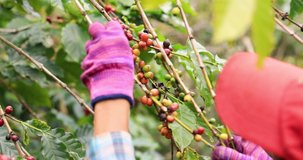 Farmer picking raw coffee bean in natural plantation on mountain at Chiang rai Thailand footage 4K video 