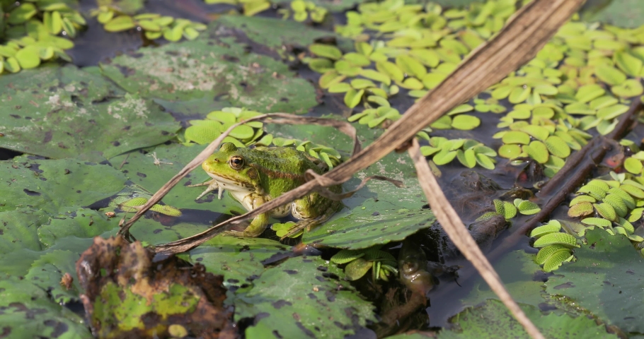 Marsh frog on water plants disturbed poking with grass