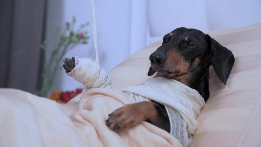 Poor dachshund dog in bandages and broken paw in plaster after injuries from accident lies in private room of rehabilitation veterinary center. Treatment of animals | Shutterstock HD Video #1071873799