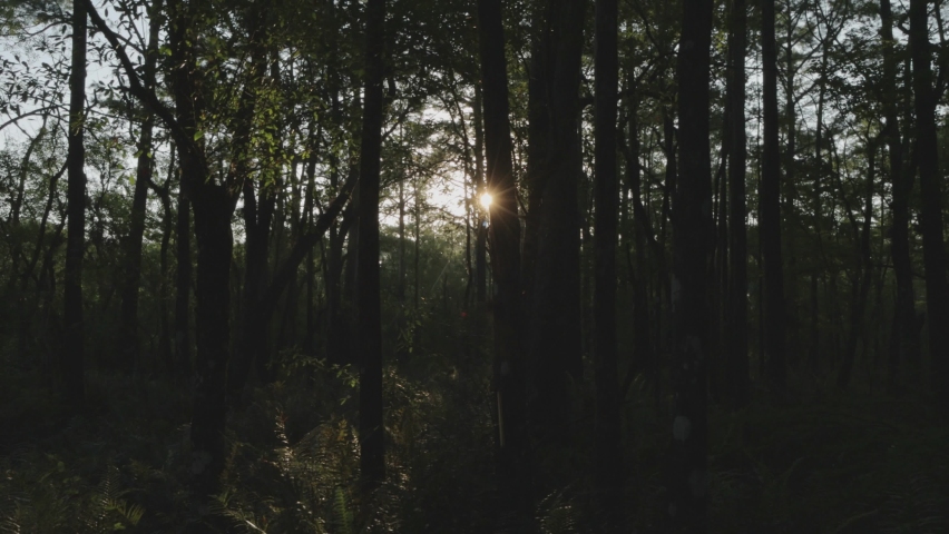 Sunbeams through the trees creating incredible flares in the camera lens. Beautiful sunrise in a natural park.