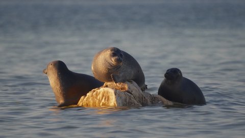 Seal nerpa bask on stone at sunny day on Baikal lake. Three pusa sibirica animals sunbathe rest