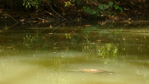 Turtle swimming in muddy water inside thick forest. Sun shining on the water.