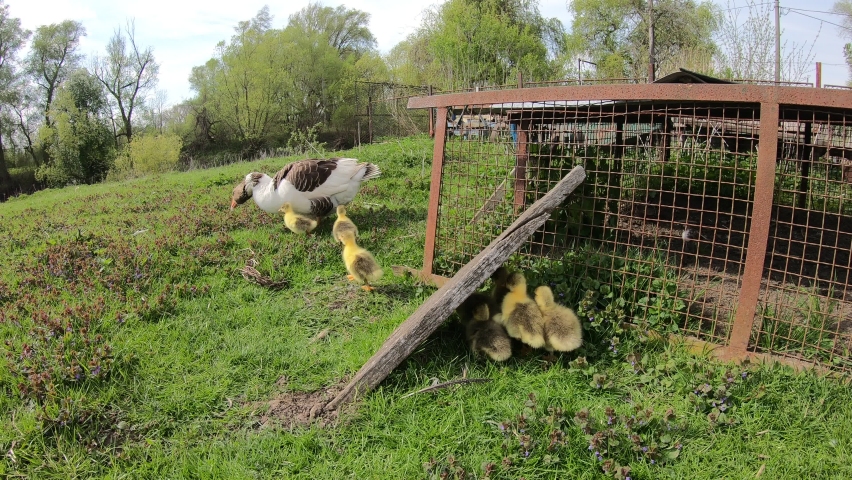 Bunch of cute newborn yellow chicken geese follow its mother on farm yard near river during springtime.