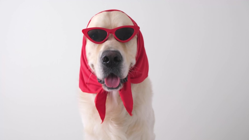 Fashionable dog with funny glasses and a scarf sits on a white background. Golden Retriever in clothes for a style article. Royalty-Free Stock Footage #1071883141