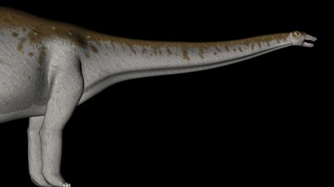 Animation of dinosaur apatosaurus gyrating, detail of body and head