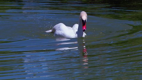 White Swan Floating In The Lake Water