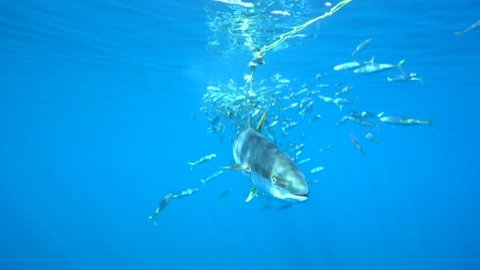Yellowtail Amberjack Swimming in the blue among schooling mackerel