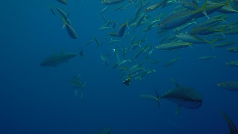 Yellowfin Tuna on the hunt, swimming in blue water 