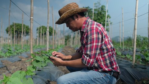 Farmer typing on laptop in Cucumber garden. Close up of man hand using laptop in farm. Agriculture technology