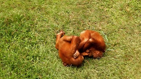 Orang utan wrestle and fight with each other.
