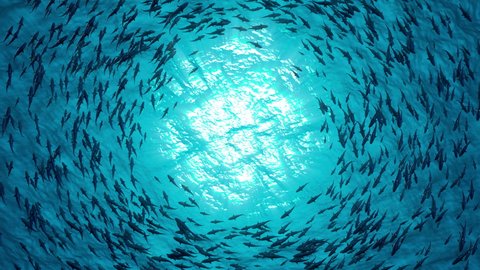 School of fish sharks swim in a circle