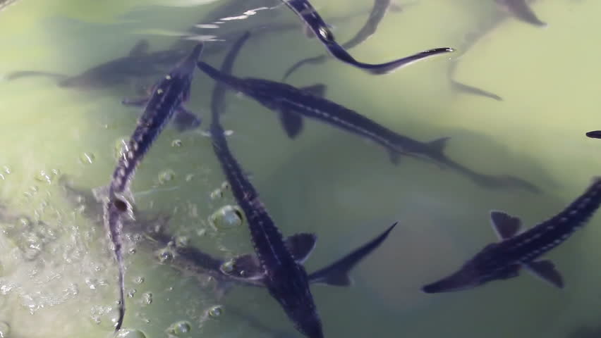 Grouped flock of sturgeons (Acipenser stellatus) in fish farm pool ready to be implanted with a microchip