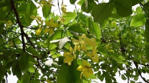 Cassia fistula, known as the golden rain tree, canafistula, and in Bangladesh it’s known as Sonalu ful, is in full bloom at some park in Dhaka, Bangladesh. Yellow flower background. Slow-motion video.