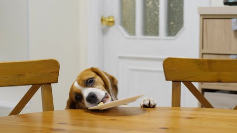 Dog steals piece of food left on the table when no one looking. Beagle stand up on hind legs, use front paw to pull plate to edge and pick up little leftover or snack, barely chew and swallow it