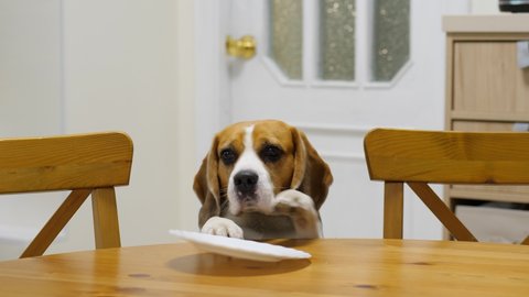 Hilarious scene, dog sneaks to the table for food, smelling something delicious. Pulls the plate by his paw, but it is empty. Not this time, disappointed doggy put head on edge of dinning table