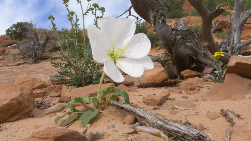 Close up of white flower growing in desert