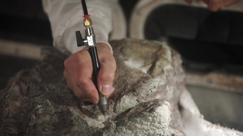 This video shows a close up view of an archaeologist paleontologist using a hand drill and other tools to study and research dinosaur fossil excavation remains.