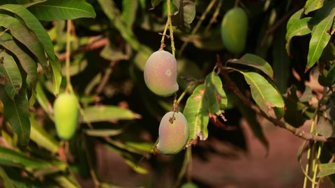 Many young green mangos on the mango tree in the garden,mango on tree,cultivation of mangoes,mango Tree raw green Fruit Fruiting In maharashtra India,