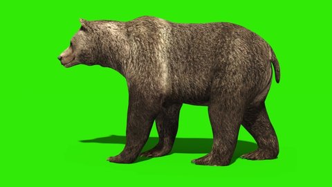 Bear Sleeping Green Screen 3D Rendering Animation 4K
