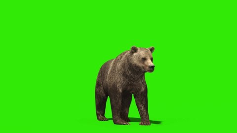 Bear Standing Green Screen 3D Rendering Animation 4K