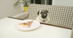 Portrait of funny cute pug dog with pizza, watch to the owner, watch at the camera. Funny tilting head with surprise, amaze with a question. Dog love food and treats concept
