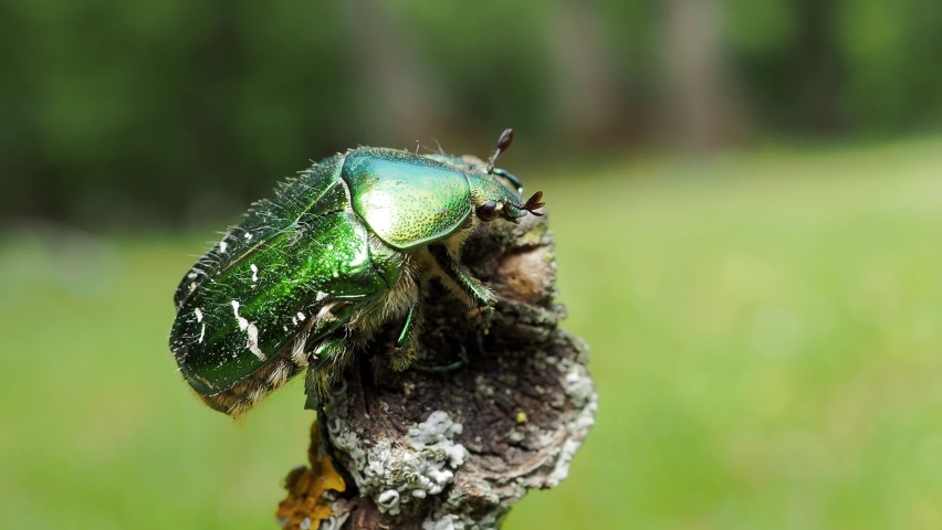 colorful beetle in natural habitat, Dobrogea, Romania (Potosia cuprea) Royalty-Free Stock Footage #1071917449