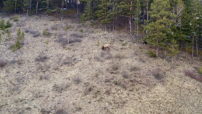 Aerial view of a male red deer on a mountainside in the forest.