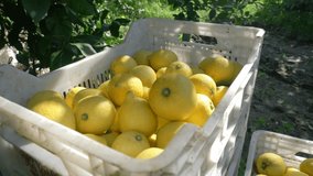 lemon farming, agriculture video. Lemon and lime tree cultivation in Europe. fresh fruit harvest, fruits crop. fruit garden. growing lemons, healthy fruit production with excellent quality of fruits.