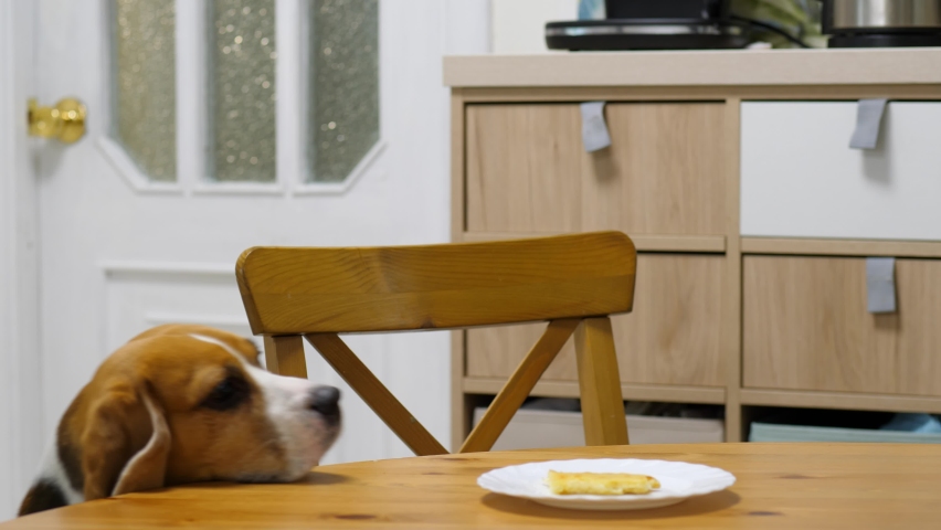 Sneaky dog snatch piece of cheese pie from table, steal food while no one looking. Clever beagle move plate close to mouth by paw and pick up leftover piece of food by jaws Royalty-Free Stock Footage #1071920305