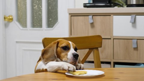 Sneaky dog snatch piece of cheese pie from table, steal food while no one looking. Clever beagle move plate close to mouth by paw and pick up leftover piece of food by jaws