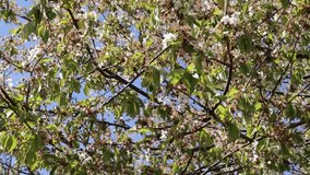 Blooming tree in springtime video