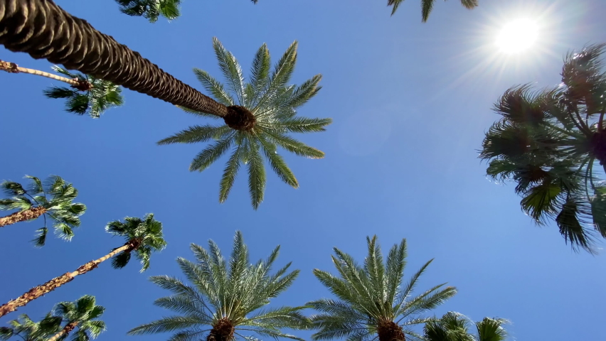 Camera looks up as it moves past rows a palm trees Royalty-Free Stock Footage #1071921883