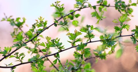 Branch of a gooseberry or European gooseberry (Ribes uva-crispa). Family Grossulariaceae. Blooming gooseberry in springtime. Garden in early spring