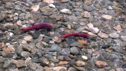 Male and Female Spawning Sockeye Salmon 4K UHD. Sockeye salmon reach the spawning beds in the Adams River, British Columbia, Canada.

